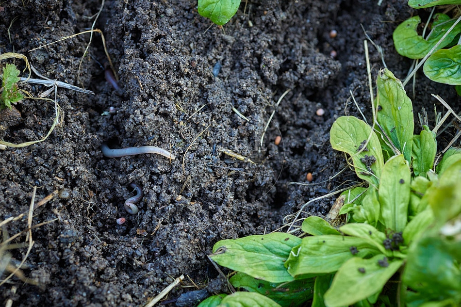 114977 Regenwurm im Garten