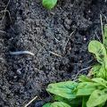 114977 Regenwurm im Garten