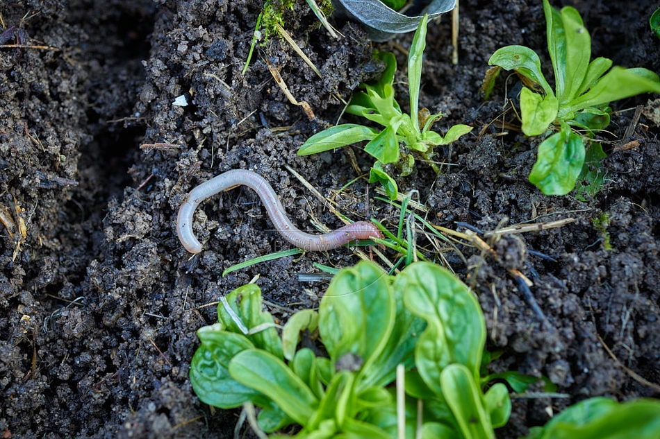 114979 Regenwurm im Garten