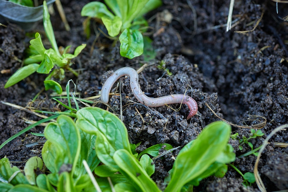 114980 Regenwurm im Garten