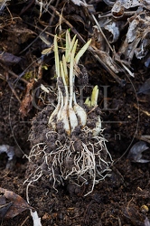 114981 Knoblauch ausgegraben