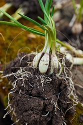 114983 Knoblauch ausgegraben