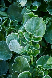 114984 Winterkresse, Blätter bei Frost