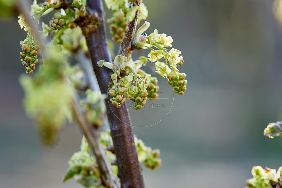 114986 Blüten der Johannisbeere