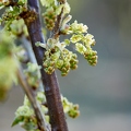 114986 Blüten der Johannisbeere