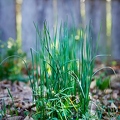 114987 Wild wachsender Schnittlauch im Garten