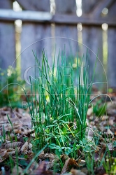 114987 Wild wachsender Schnittlauch im Garten