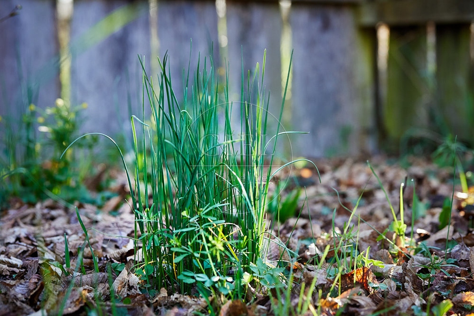 114988 Wild wachsender Schnittlauch im Garten