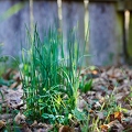 114988 Wild wachsender Schnittlauch im Garten