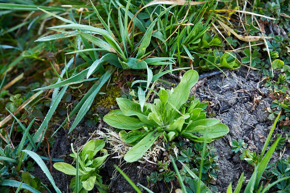 114989 Wild wachsender Feldsalat in der Wiese
