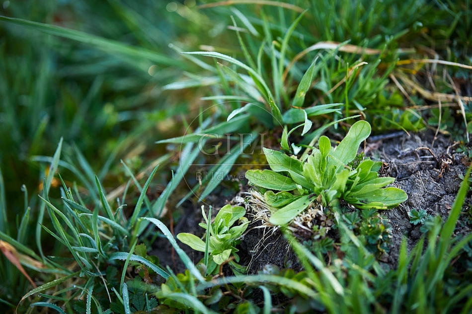114990 Wild wachsender Feldsalat in der Wiese