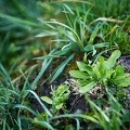 114990 Wild wachsender Feldsalat in der Wiese