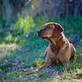 115005 Labrador Retriever