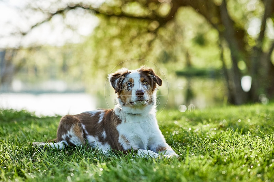 115647 Australian Shepherd