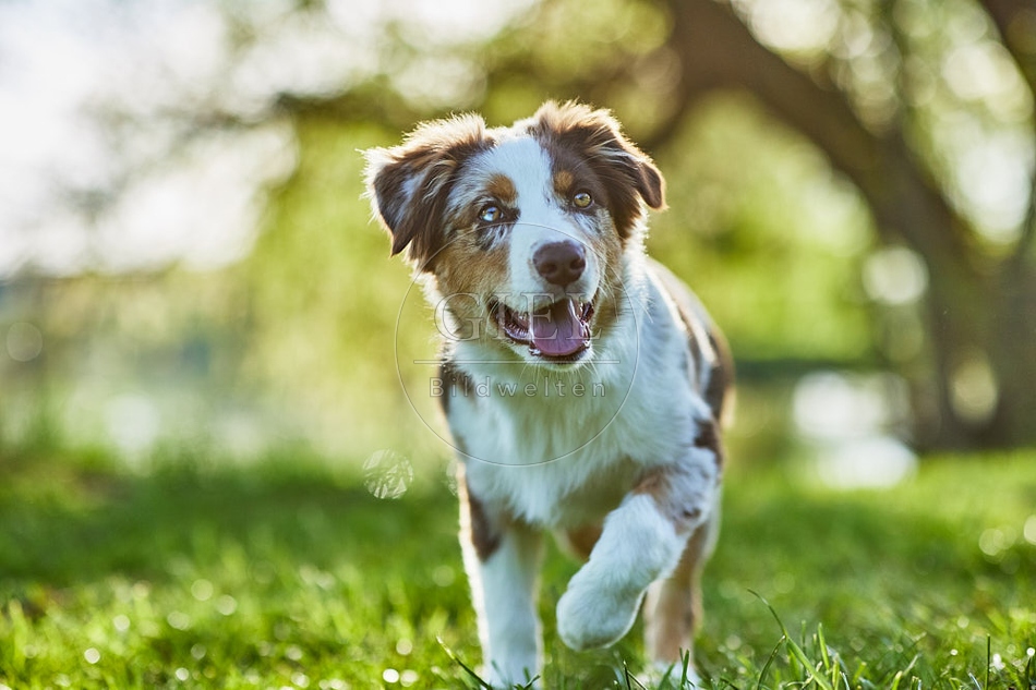 115648 Australian Shepherd