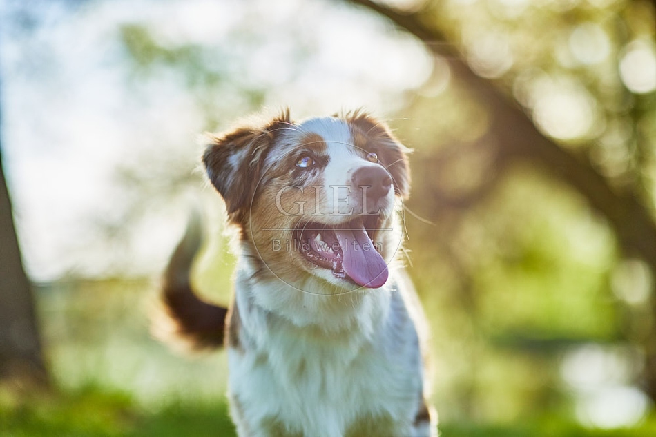 115649 Australian Shepherd