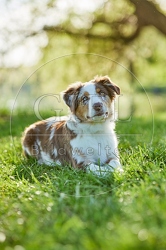115650 Australian Shepherd