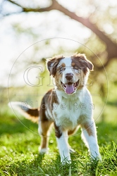 115651 Australian Shepherd