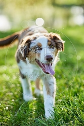 115652 Australian Shepherd