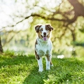 115653 Australian Shepherd