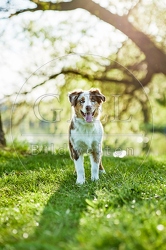 115653 Australian Shepherd