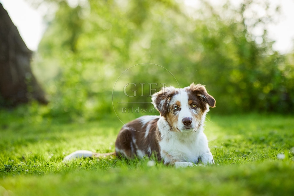 115654 Australian Shepherd