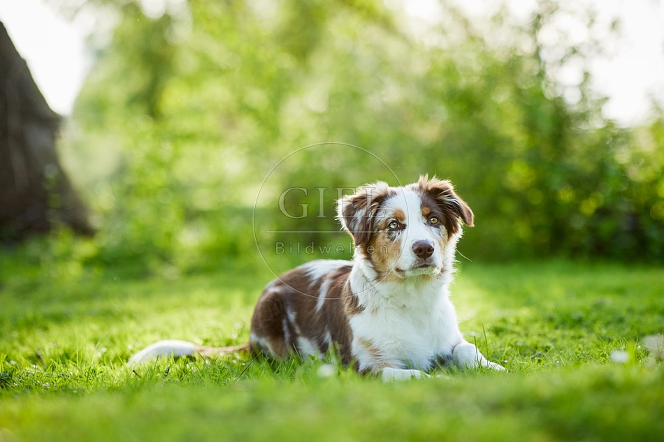 115655 Australian Shepherd