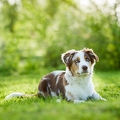 115655 Australian Shepherd