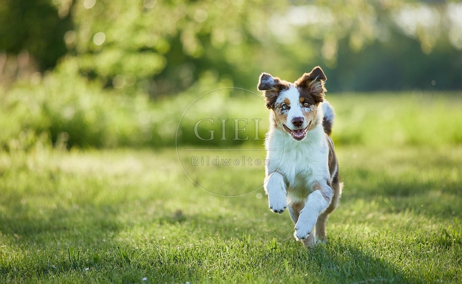 115656 Australian Shepherd