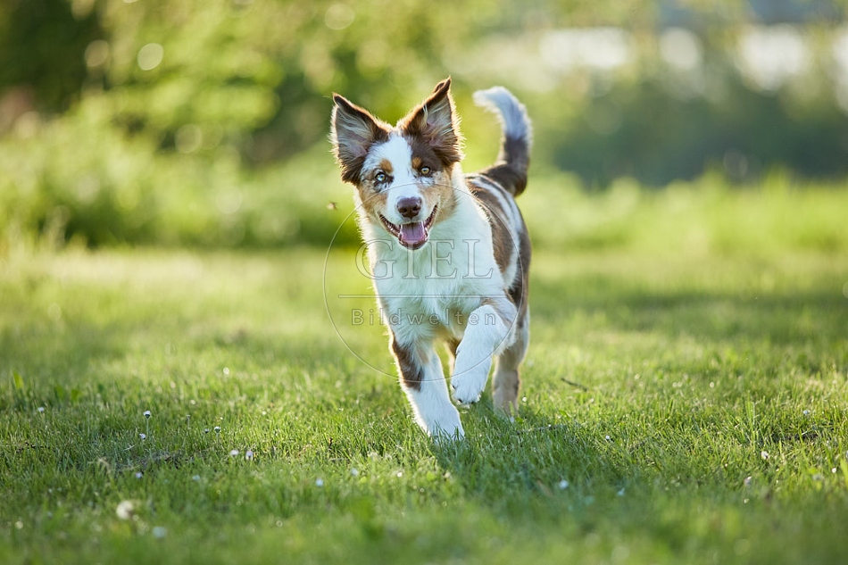 115657 Australian Shepherd