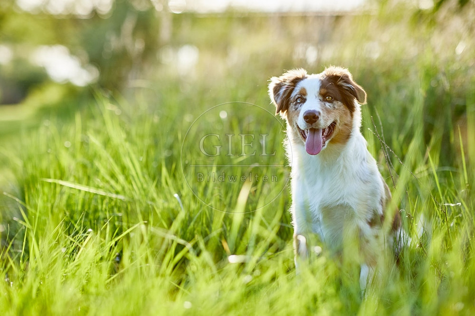 115658 Australian Shepherd