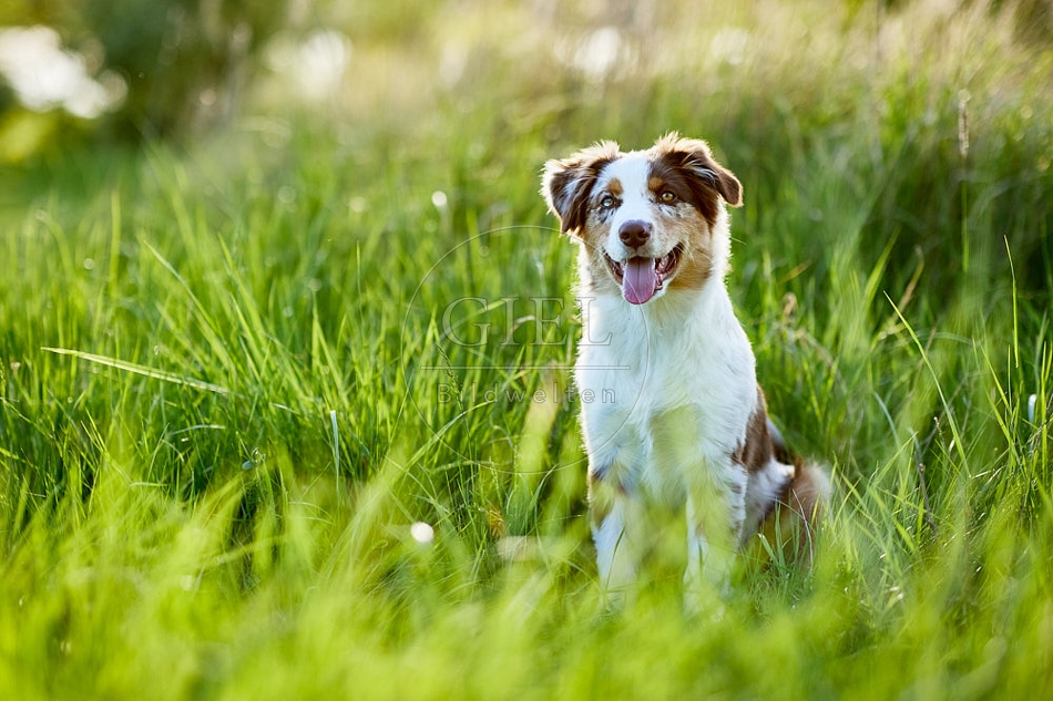 115659 Australian Shepherd