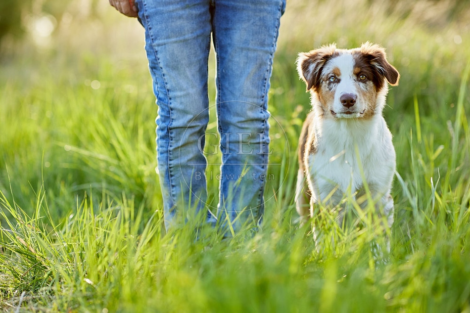 115660 Australian Shepherd