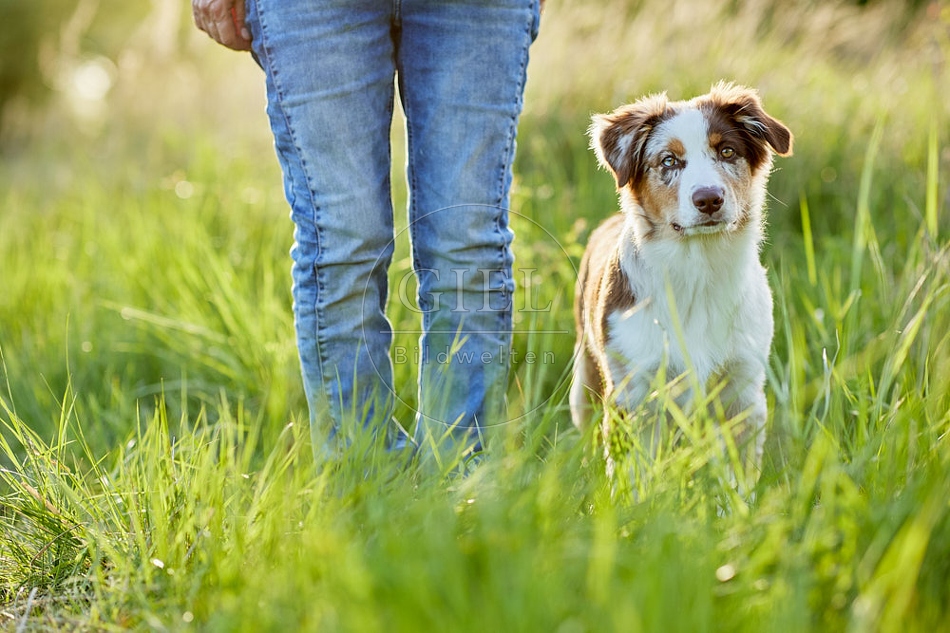 115661 Australian Shepherd