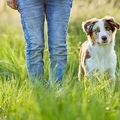 115661 Australian Shepherd
