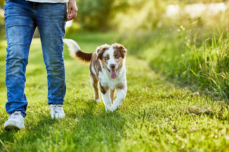 115662 Australian Shepherd