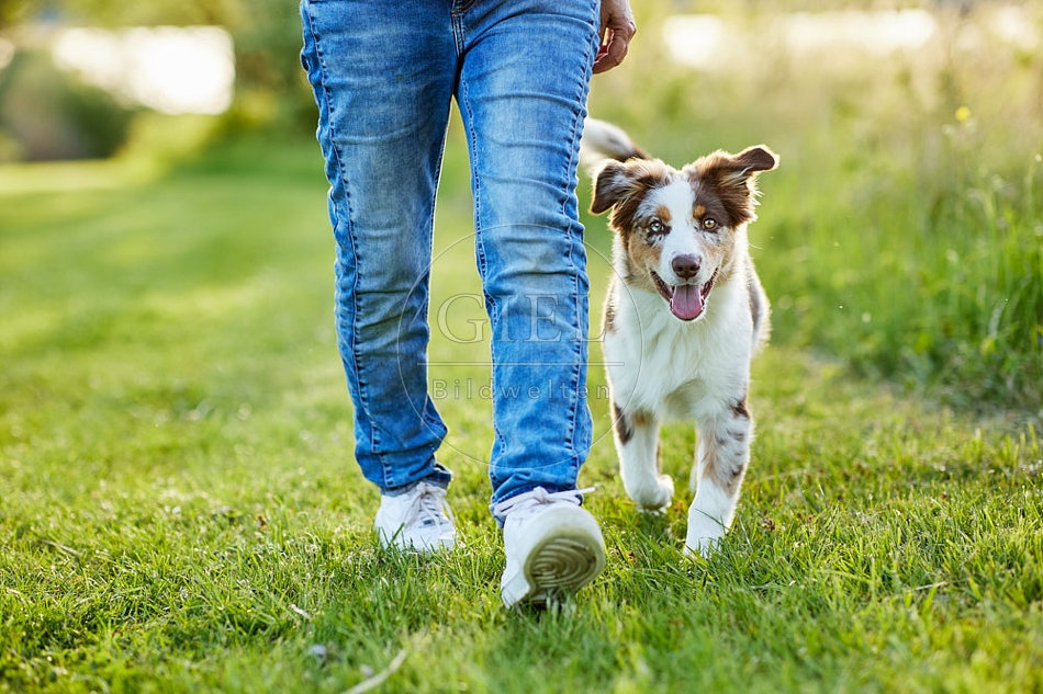 115663 Australian Shepherd