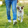 115663 Australian Shepherd