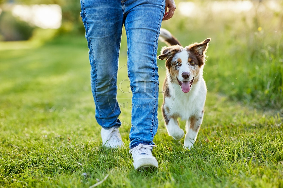 115664 Australian Shepherd