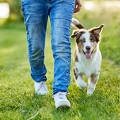 115664 Australian Shepherd