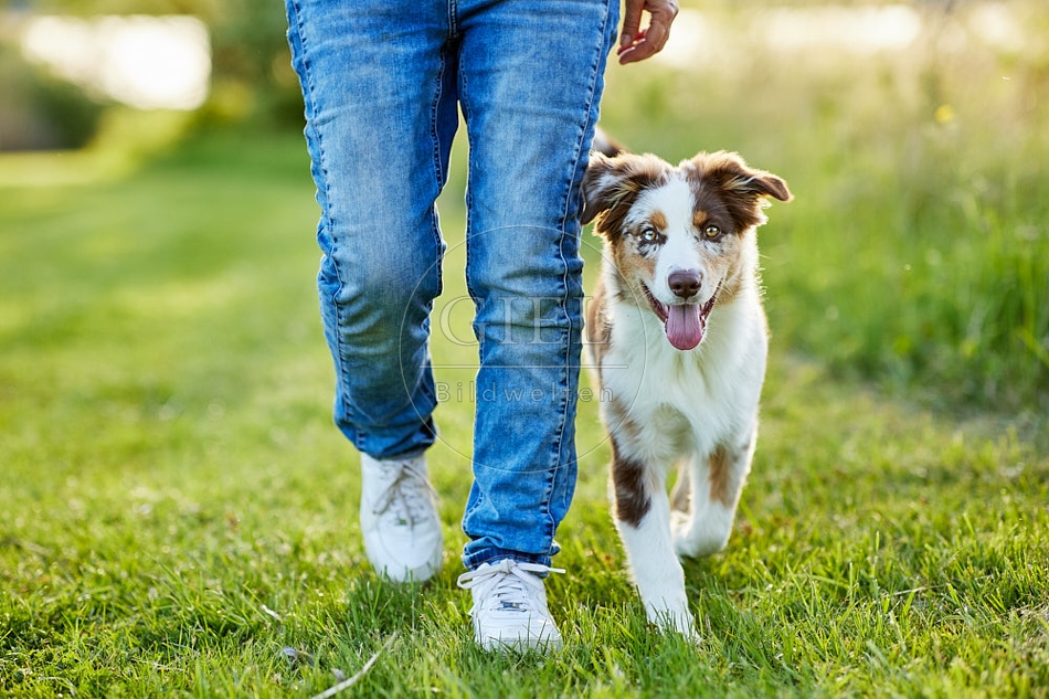 115665 Australian Shepherd