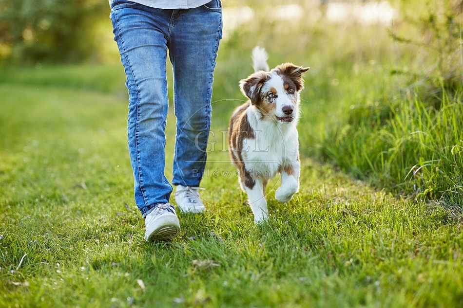115666 Australian Shepherd