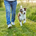 115666 Australian Shepherd