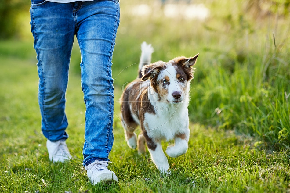 115667 Australian Shepherd