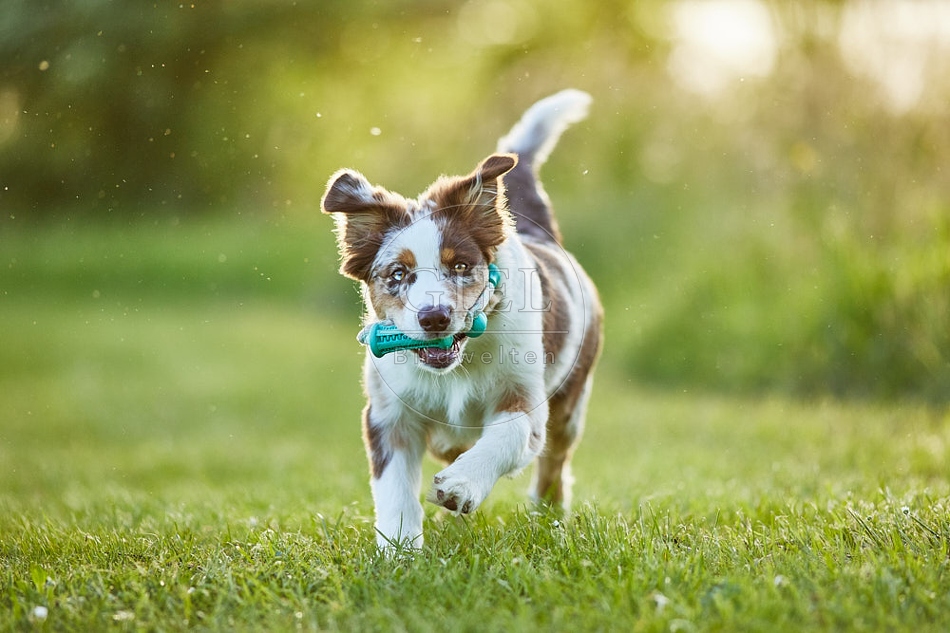 115668 Australian Shepherd