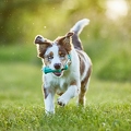 115668 Australian Shepherd