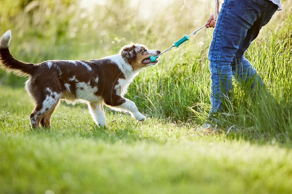 115669 Australian Shepherd