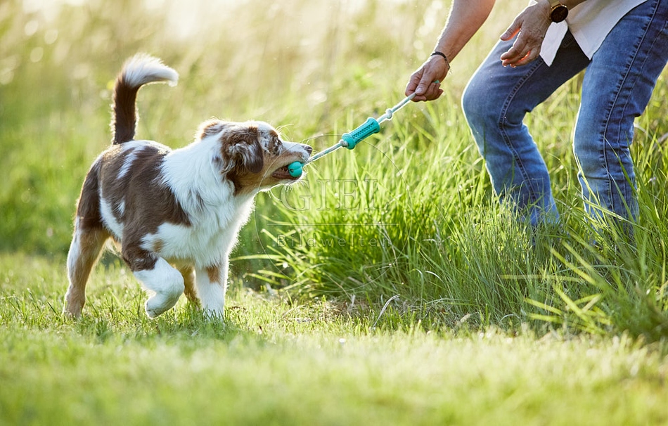115670 Australian Shepherd