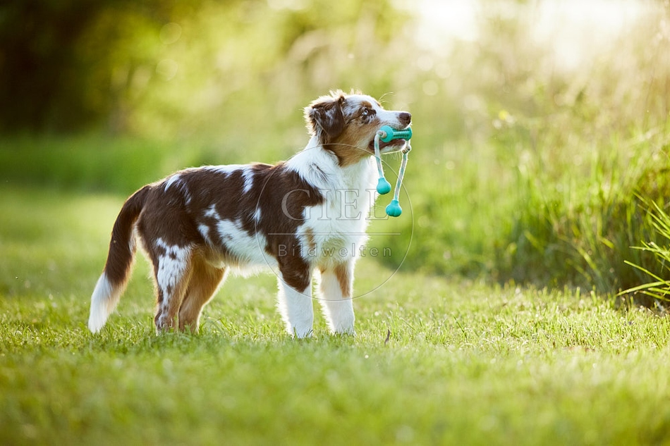 115671 Australian Shepherd