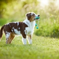115671 Australian Shepherd